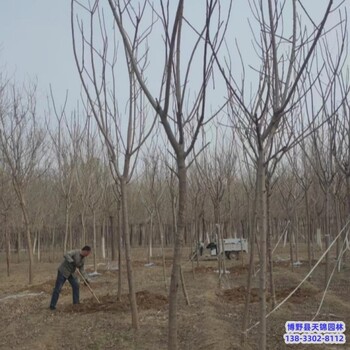 河北定州大田苗保定火炬树价格多少-火炬树种植基地