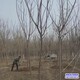 北京4公分保定火炬树图