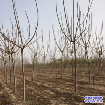 河北定州大田苗保定火炬树价格多少-火炬树种植基地