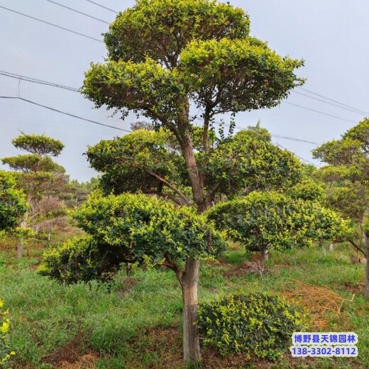 造型金叶榆-假植苗金叶榆全国供应