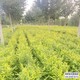 博野保定金葉榆小苗圖