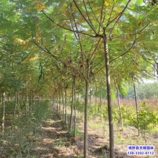 河北地区天锦园林保定火炬树来电咨询-火炬槭-火炬树种植基地
