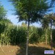 湖北火炬樹圖