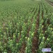 河北定州70高大叶黄杨种植基地-黄杨造型