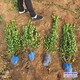 大葉黃楊圖