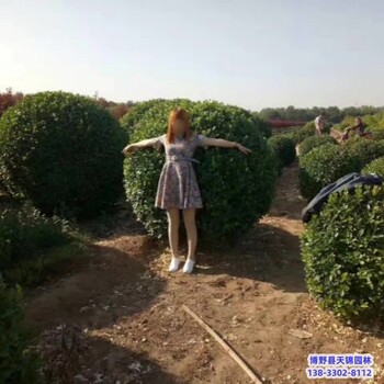 保定天錦園林大葉黃楊哪里便宜-雀舌黃楊