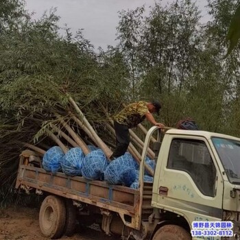 河北12公分天锦园林旱柳自产自销-柳树种植-青皮柳