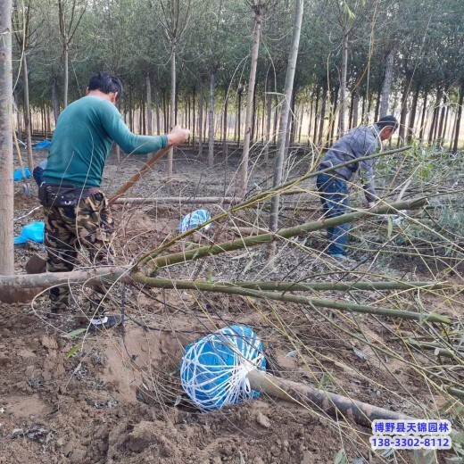 雄安地区18公分天锦园林旱柳种植基地-旱柳苗圃-速生柳