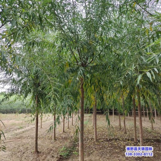 保定市定州6公分天錦園林旱柳小苗2元-旱柳苗圃-速生柳