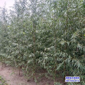 河北地区15公分天锦园林旱柳价格咨询-柳树种植-速生柳