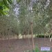 新疆18公分天锦园林旱柳价格行情-柳树种植-小叶旱柳