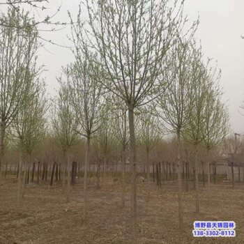 保定地區(qū)15公分天錦園林旱柳價格行情-柳樹種植-青皮柳