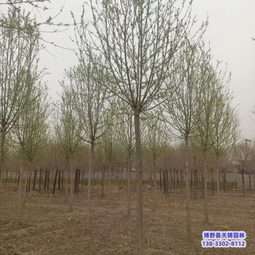 河北省5公分天锦园林旱柳价格多少-旱柳苗圃-小叶旱柳