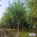 西藏18公分天锦园林旱柳低价供应-旱柳苗圃-小叶旱柳