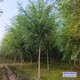 小葉旱柳圖