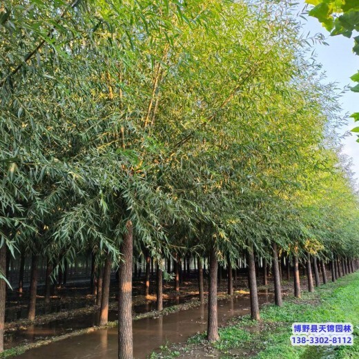 河北博野县二年头天锦园林旱柳全国供应-柳树种植-速生柳