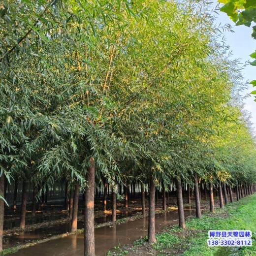 保定地區(qū)原生冠天錦園林旱柳質(zhì)優(yōu)-柳樹種植-速生柳