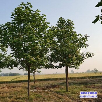 楸树-河北博野县假植苗梓树多少钱合适-梓树培育苗圃