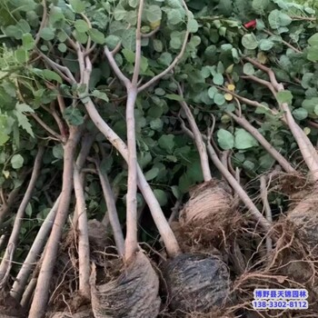河北定州4公分黃櫨價格多少-金葉黃櫨-黃櫨種植大戶