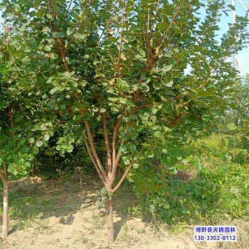 雄安地區(qū)3公分黃櫨來電咨詢-金葉黃櫨-叢生黃櫨苗圃