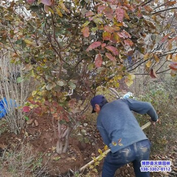 雄安地區(qū)3公分黃櫨來電咨詢-金葉黃櫨-叢生黃櫨苗圃