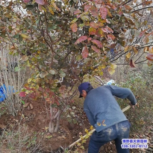 保定地區(qū)4公分黃櫨小苗1元-彩葉樹-黃櫨種植大戶