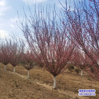 河北地区12公分红梅来电咨询-梅花-红梅生产地