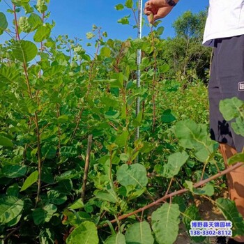 河北安国杯苗黄栌货到付款-红叶黄栌-丛生黄栌苗圃