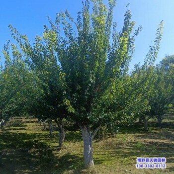 河北地區(qū)天錦園林紅梅來電咨詢-梅花-紅梅生產(chǎn)地