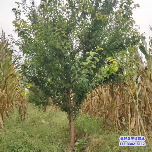 杏梅-红梅嫁接户-河北博野县天锦园林红梅质优