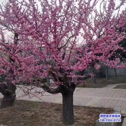 杏梅-红梅生产地-河北安国5公分红梅价格行情