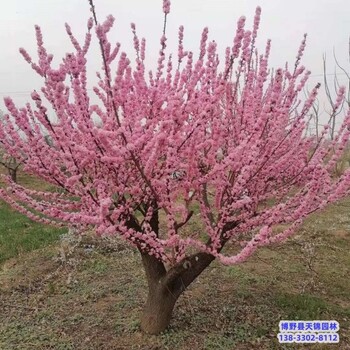 河北地區(qū)7公分紅梅本地價(jià)格-梅花-紅梅嫁接戶