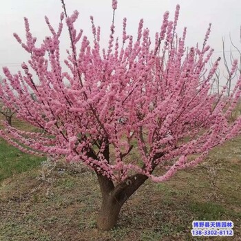 杏梅-红梅生产地-河北博野县假植苗红梅量大从优