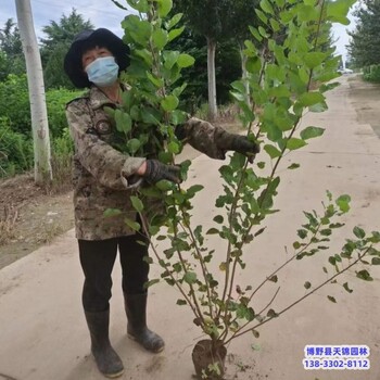 河北保定5公分黄栌带土球装车-彩叶树-丛生黄栌苗圃