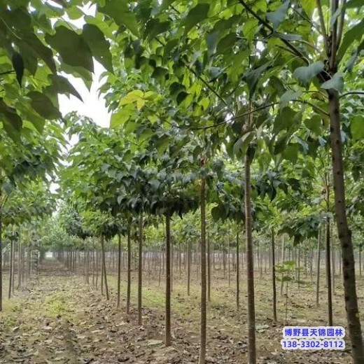 楸樹(shù)-河北博野縣18公分梓樹(shù)自產(chǎn)自銷(xiāo)-梓樹(shù)培育苗圃