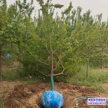 保定市定州大规格红梅价格咨询-梅花-红梅生产地