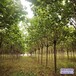 雄安地区12公分梓树价格多少-金丝楸-楸树栽植技术