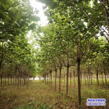 河北地区天锦园林梓树来电咨询-金丝楸-梓树培育苗圃