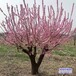 保定市定州6公分紅梅帶土球裝車-梅花-紅梅生產(chǎn)地