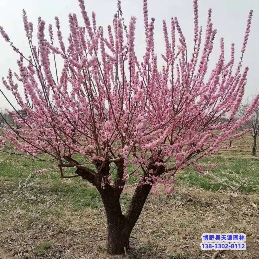 梅花-红梅生产地-河北博野县12公分红梅质优