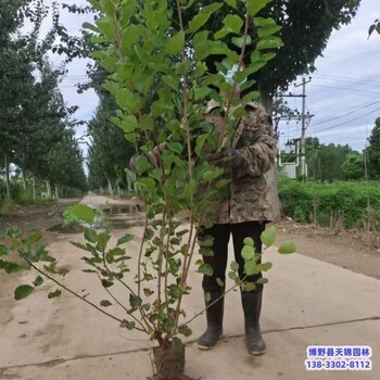 保定地區(qū)大田苗黃櫨小苗1元-金葉黃櫨-黃櫨種植大戶