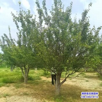 保定市定州大规格红梅价格咨询-梅花-红梅生产地