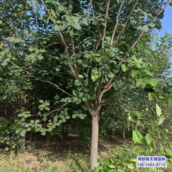 河北定州4公分黃櫨價格多少-金葉黃櫨-黃櫨種植大戶