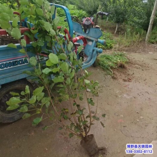 山東假植苗黃櫨哪里種植-紅葉黃櫨-黃櫨種植大戶(hù)