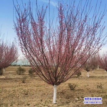河北地區(qū)7公分紅梅本地價(jià)格-梅花-紅梅嫁接戶