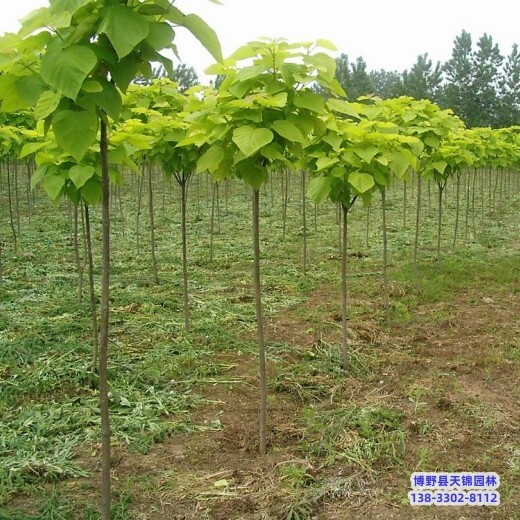 金絲楸-山西天錦園林梓樹多少錢合適-楸樹栽植技術(shù)