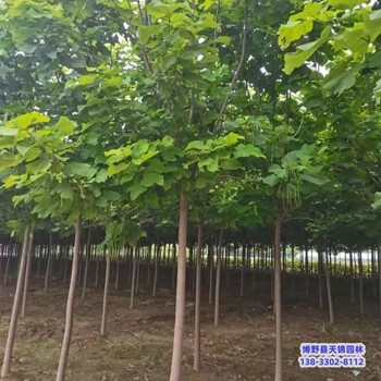 金絲楸-保定市大規(guī)格梓樹多少錢合適-楸樹栽植技術(shù)