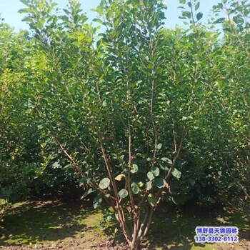 河北定州4公分黃櫨價格多少-金葉黃櫨-黃櫨種植大戶