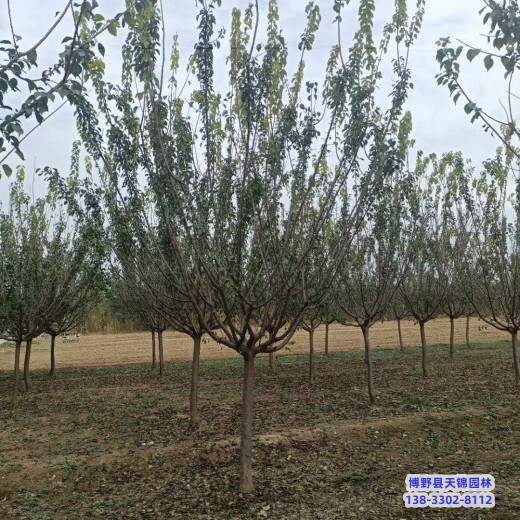 杏梅-红梅生产地-河北定州天锦园林红梅本地价格