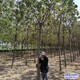 梓樹培育苗圃圖